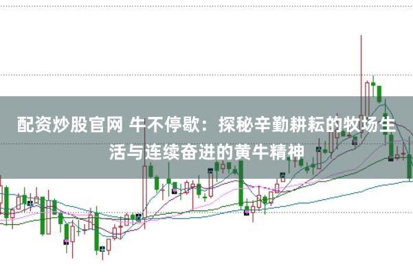 配资炒股官网 牛不停歇：探秘辛勤耕耘的牧场生活与连续奋进的黄牛精神